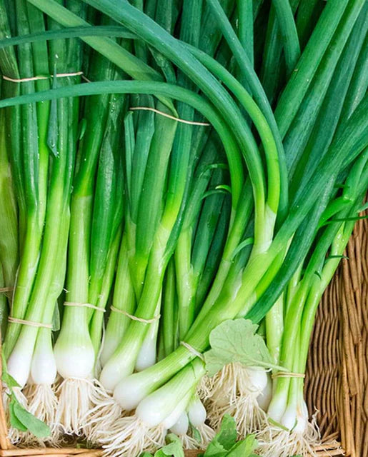 Eiffel Scallion Seeds