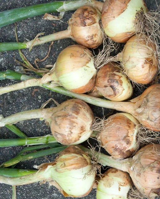 Walla Walla Onions