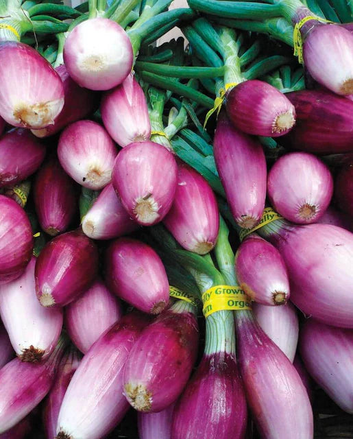 Apache Scallion Seeds