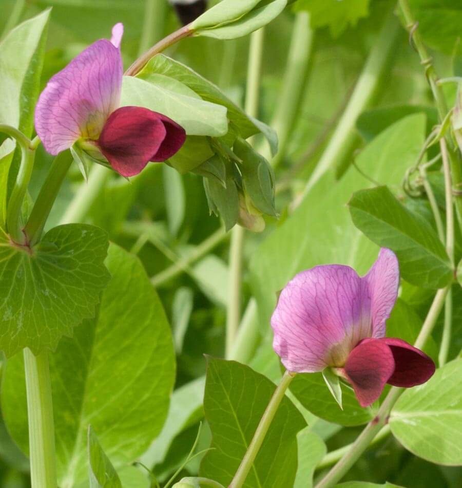 Snow Peas Dwarf Grey Sugar Seeds