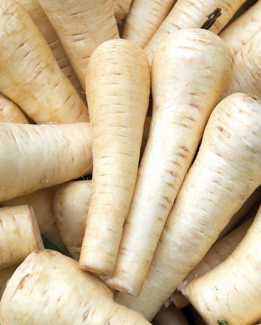 Gladiator Parsnip Seeds