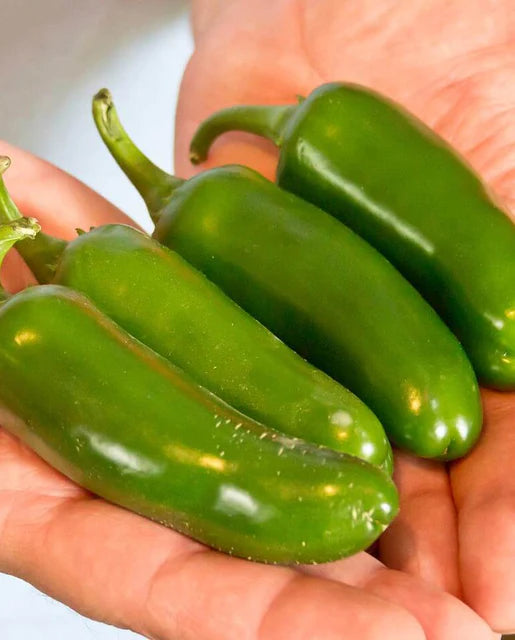 Jalapeno M Pepper Seeds