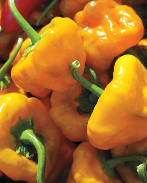 Scotch Bonnet Pepper Seeds