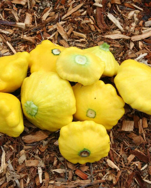 Sunburst Scallopini Seeds