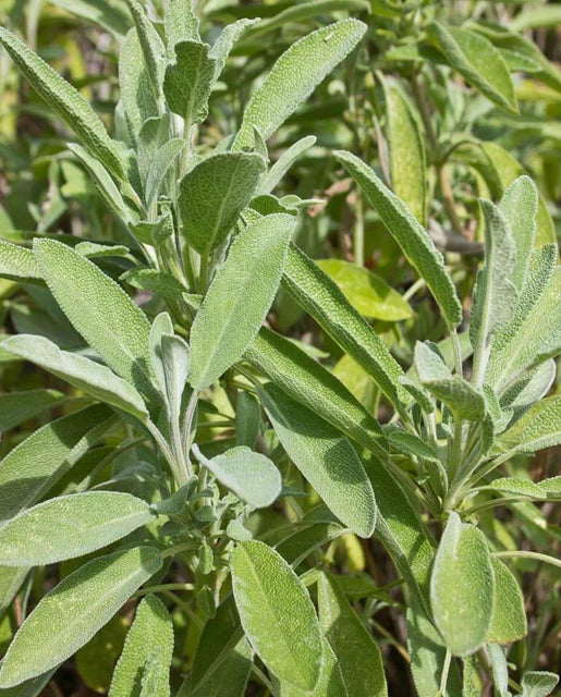 Herb Sage Salvia Officinalis