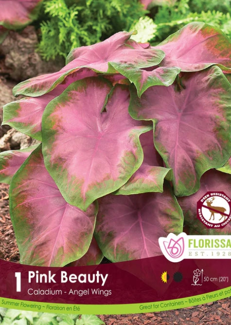 Caladium Pink Beauty Bulb