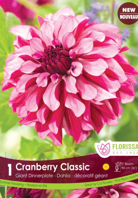 Dahlia Decorative Cranberry Classic Bulbs