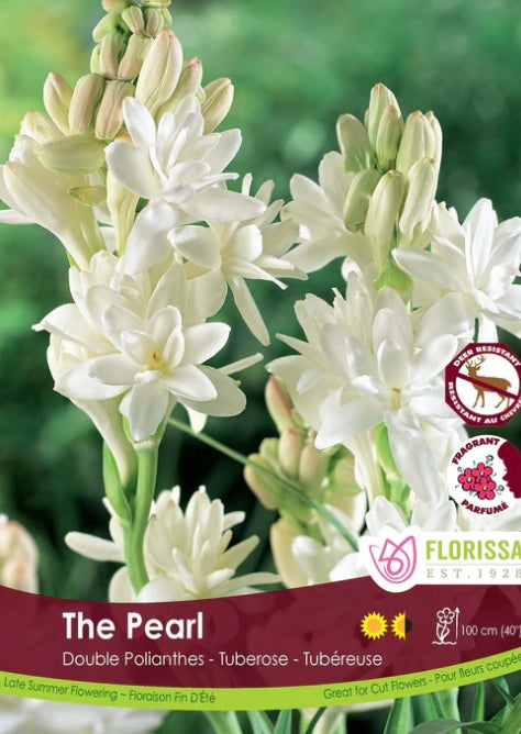 Tuberose Double The Pearl Bulbs
