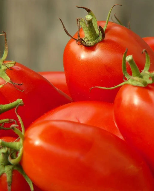 Amish Paste Organic Tomato Seeds