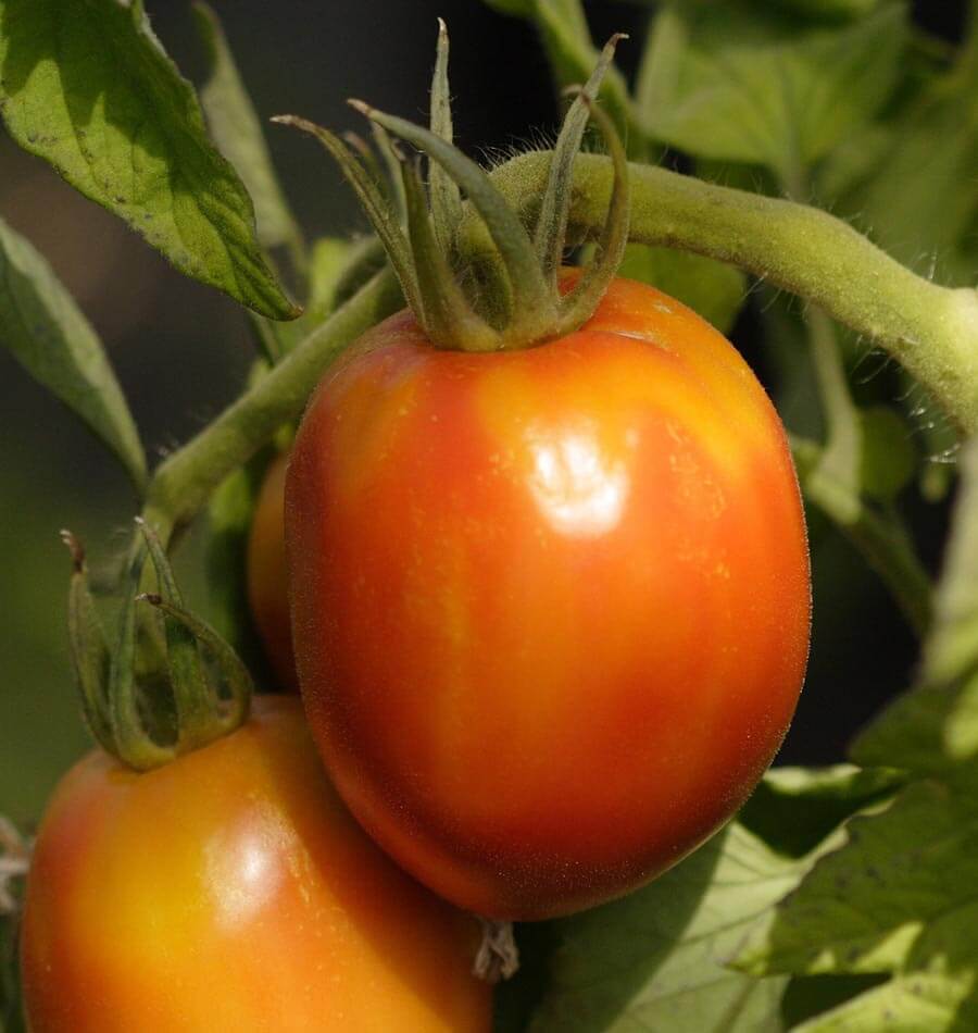 Tomato Amish Paste Roma