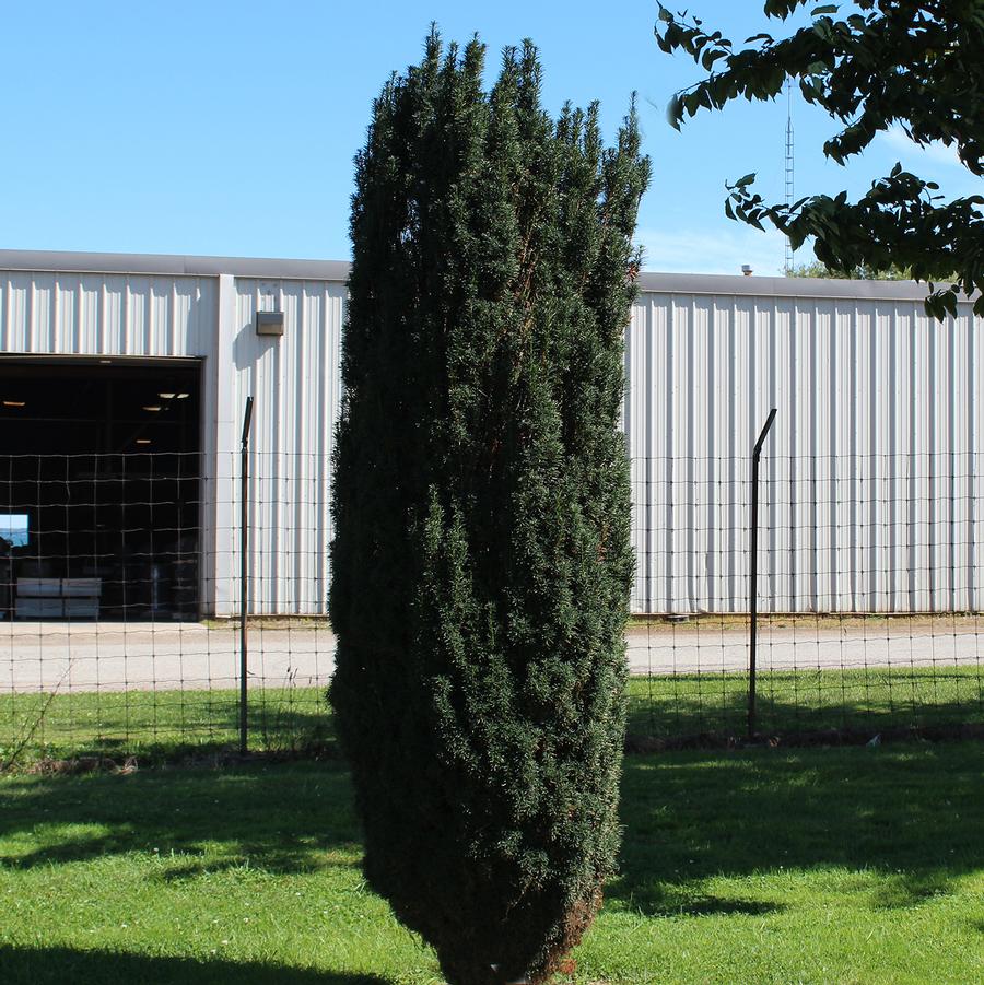Taxus x Media | Maureen | Conifers #1 Container