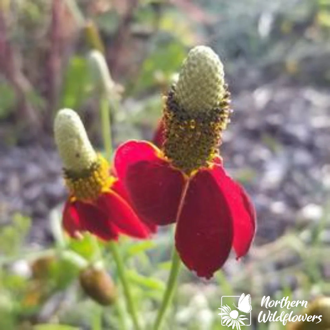 Seeds Prairie Coneflower