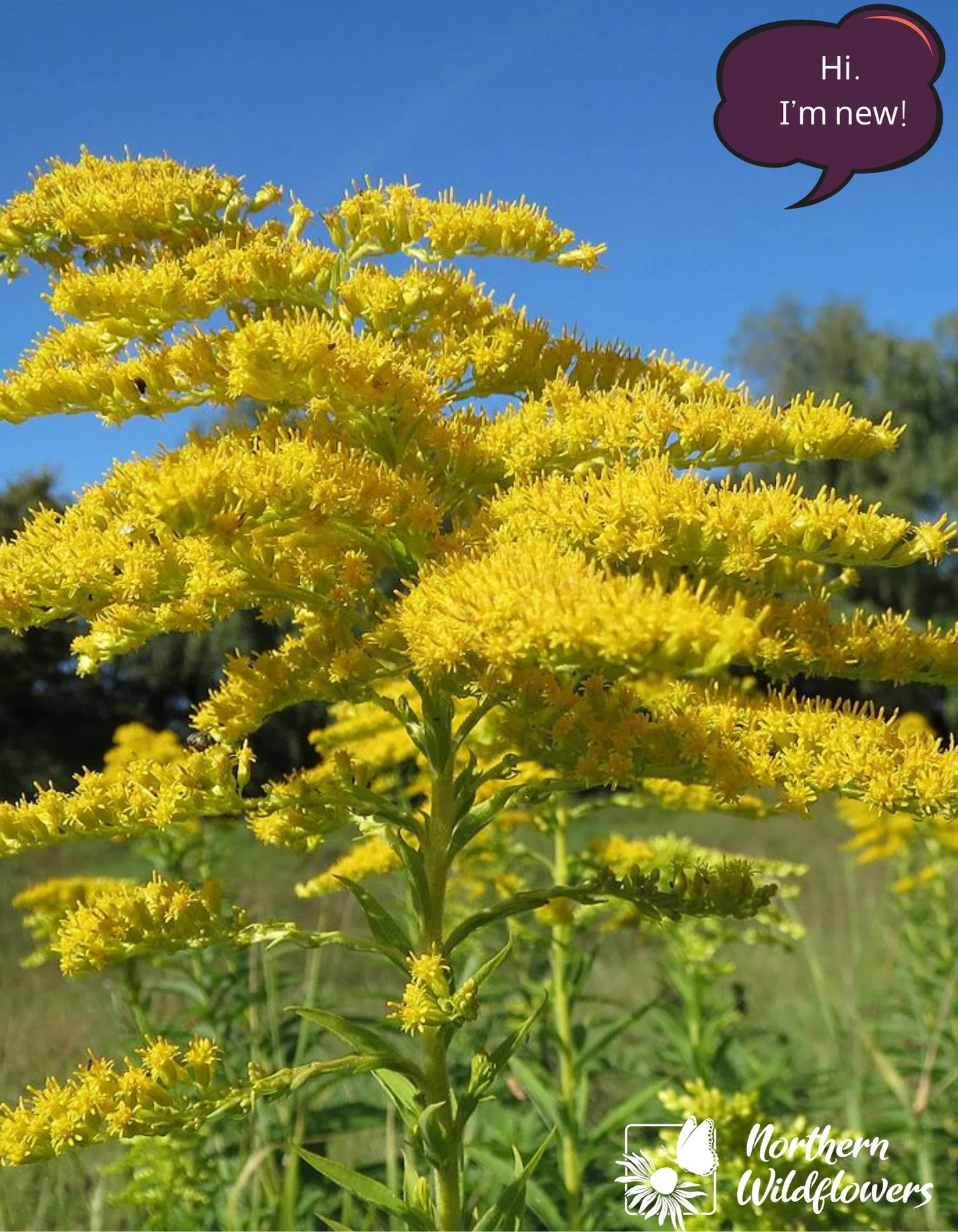 Seeds Canada Goldenrod