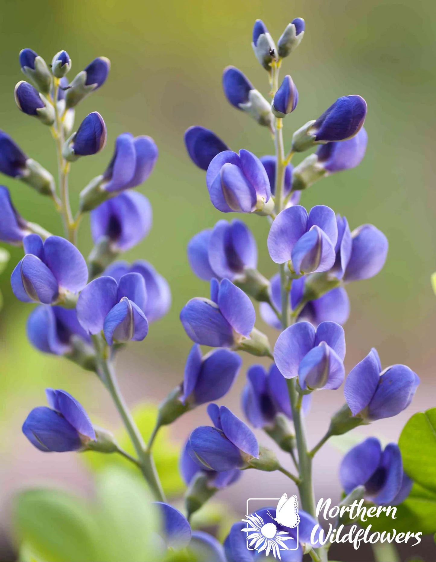 Seeds Blue False Indigo