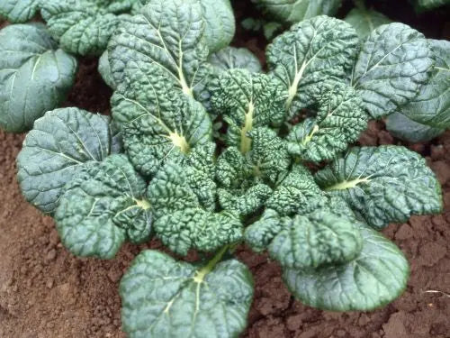 Yukina Savoy Seeds