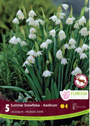 Leucojum Summer Snowflake 5/pk
