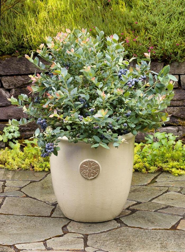 Blueberry | Vaccinium BUSHEL AND BERRY Pink Icing #1 Container