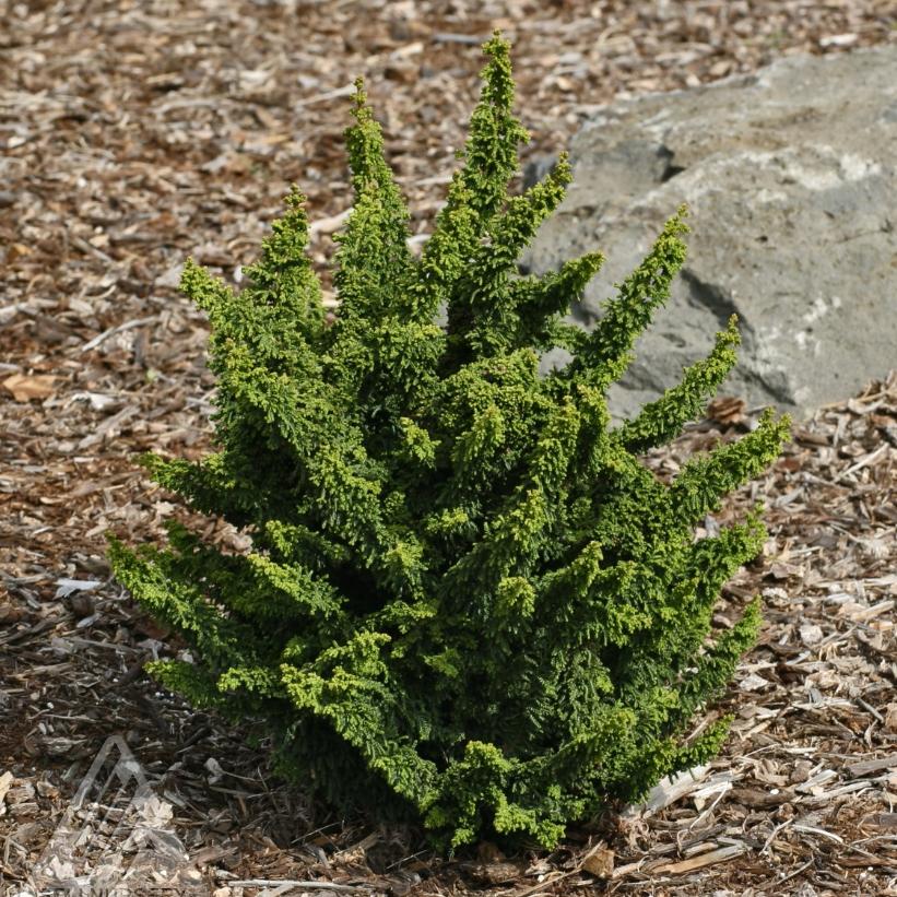 Chamaecyparis Obtusa Chirimen 3 gal