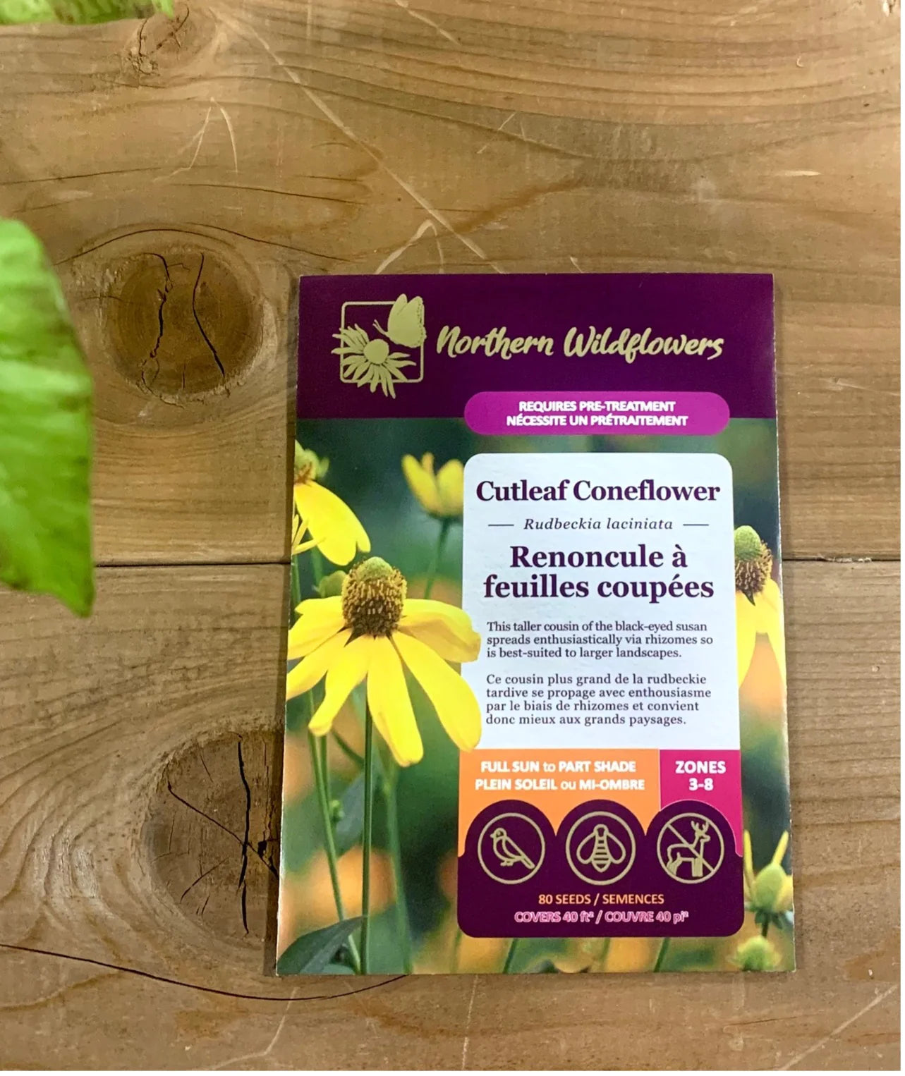 Seeds Cutleaf Coneflower
