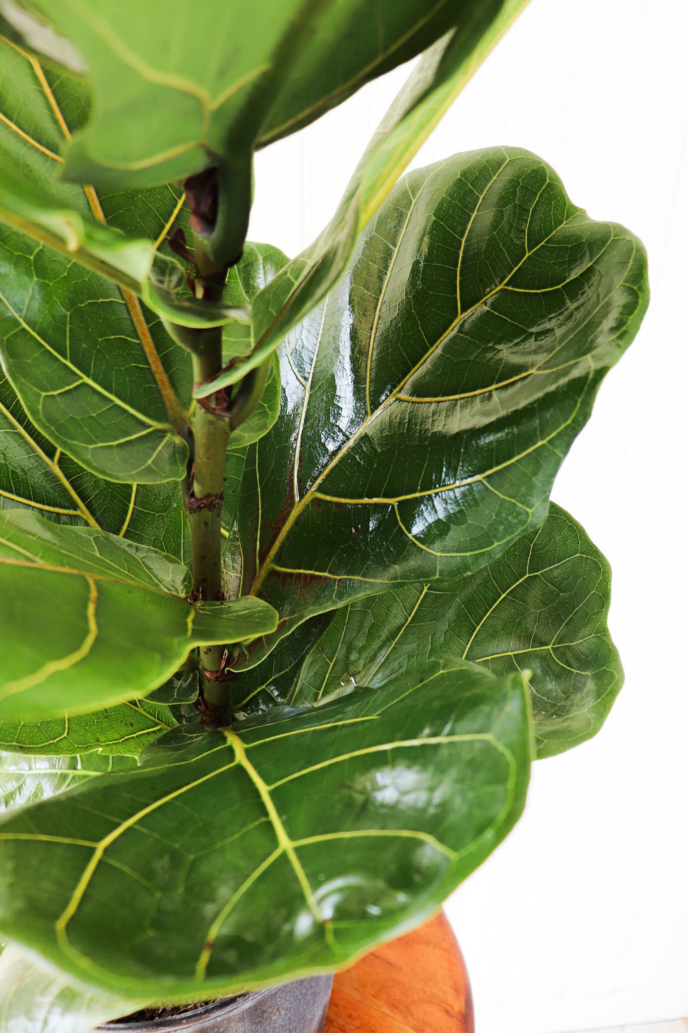 Ficus Lyrata Bush 12"
