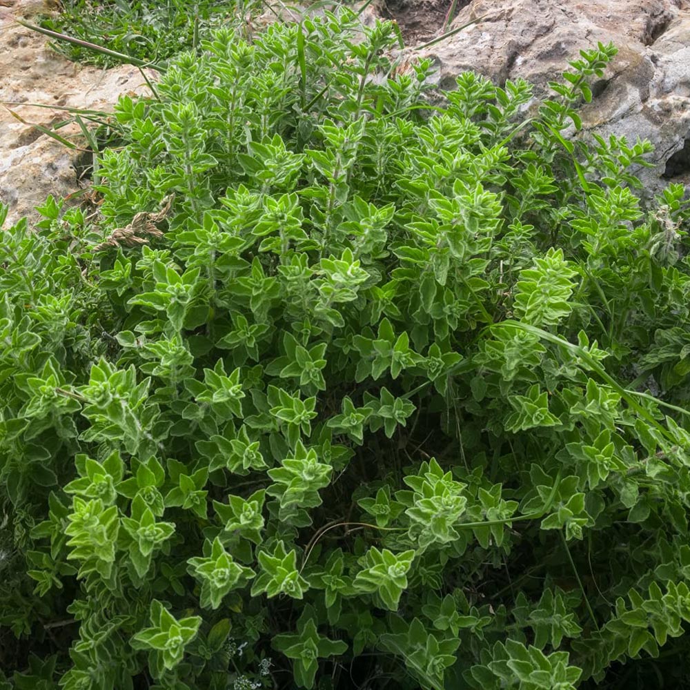 Oregano Greek