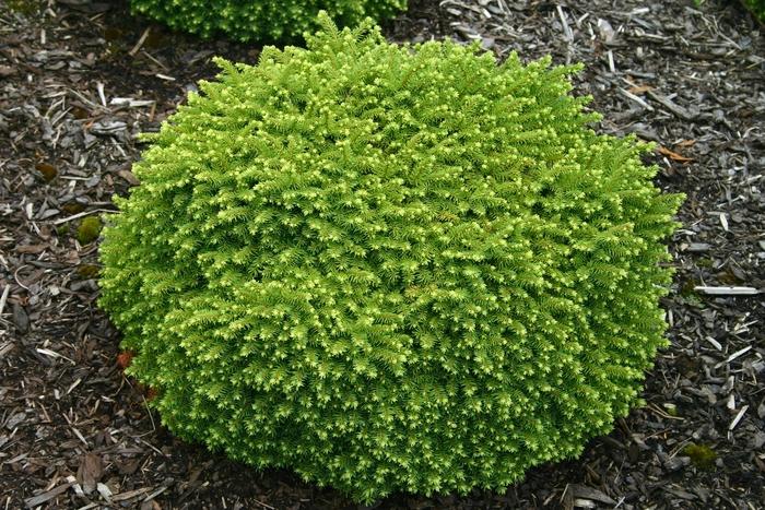 Picea Abies | Little Gem | Conifers #2 Container