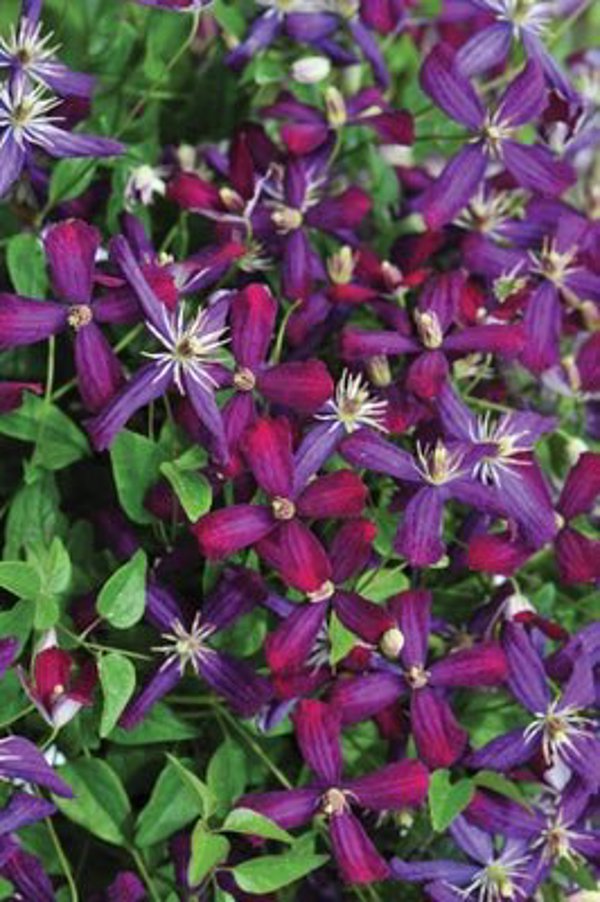1 Quart Sweet Summer Love' Clematis x