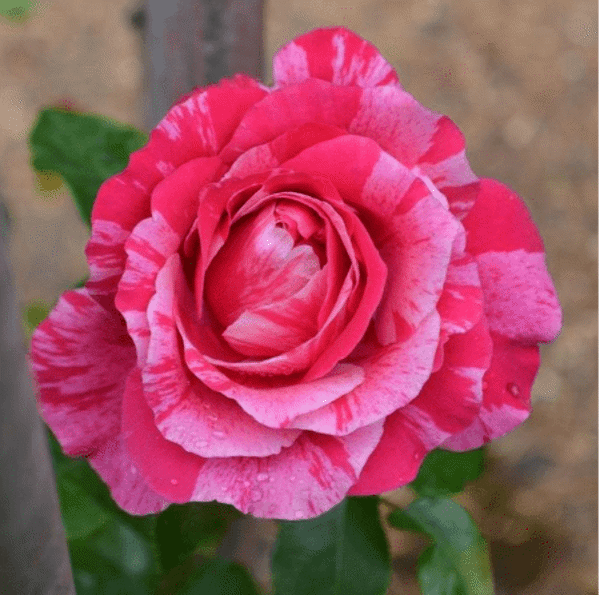 2g Bloomables CL Rose Cream Twirl