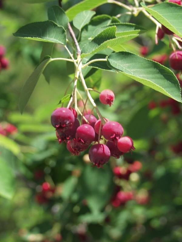2g. Autumn Brilliance Serviceberry