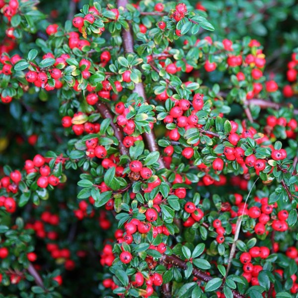 2g. Coral Beauty Cotoneaster