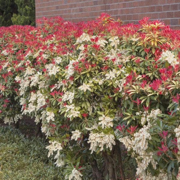 2g. Mountain Fire Japanese Pieris