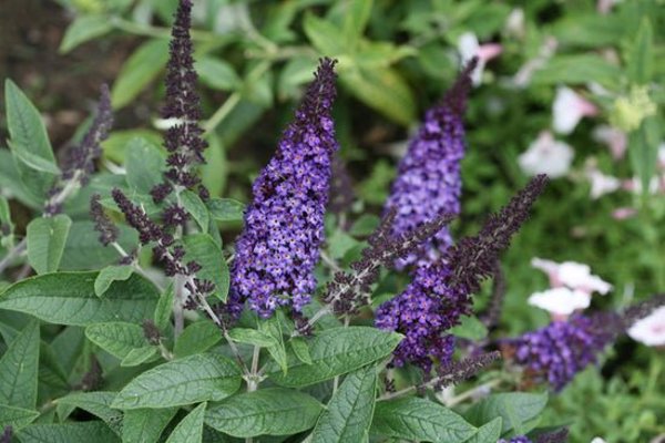 2g. PW Buddleia Pugster Blue