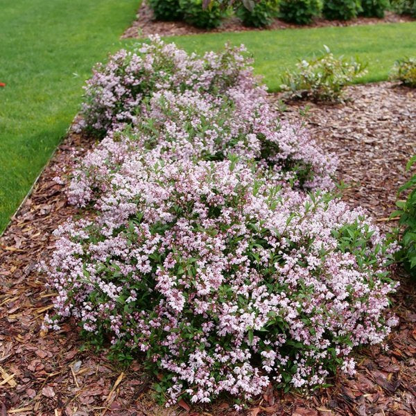 2g. PW Deutzia Yuki Kabuki
