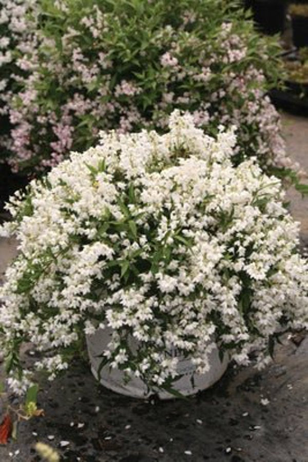 2g. PW Deutzia Yuki Snowflake