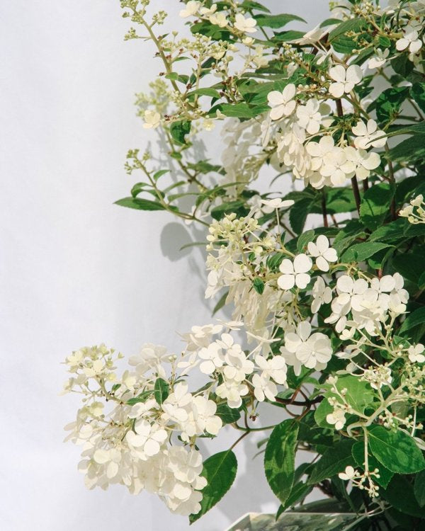 2g. PW Hydrangea Bobo