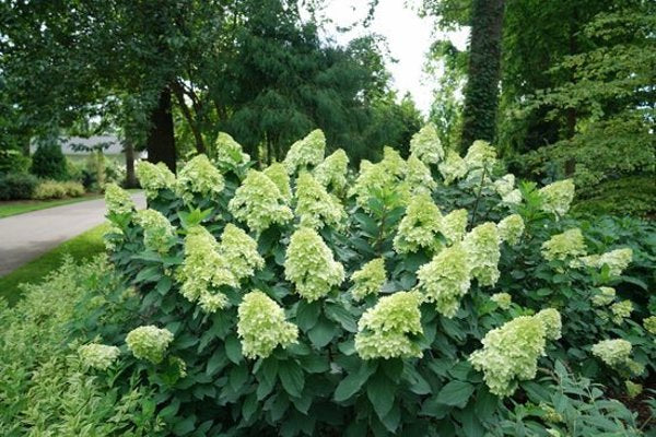 2g. PW Hydrangea Limelight Prime