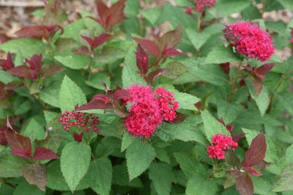 2g. PW Spirea Double Play Doozie