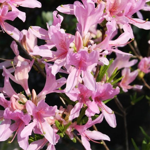 2g. Western Lights Azalea