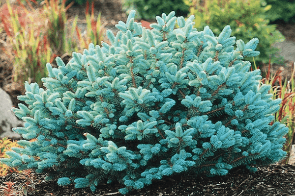 3g. Glauca Globosa Globe Blue Spruce