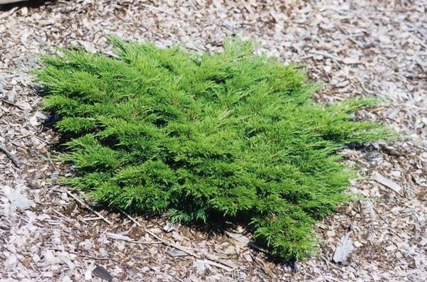 3g. Monna Calgary Carpet Juniper