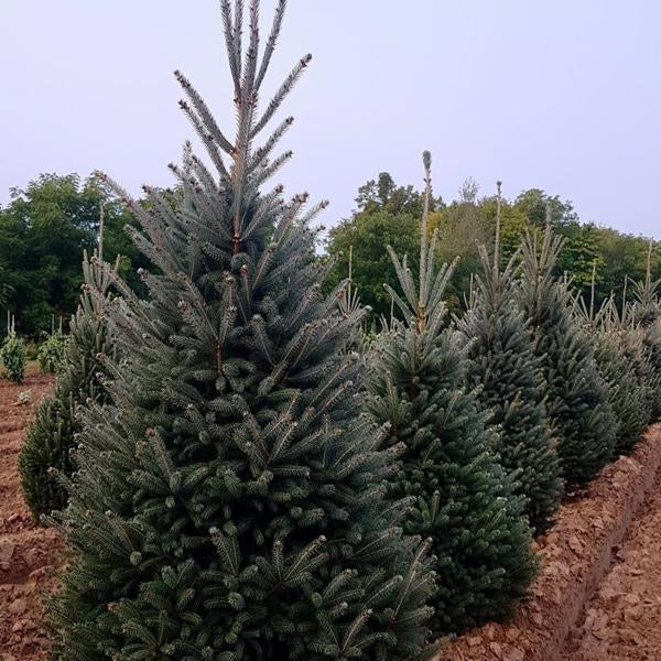 3g. Montrose Charm White Spruce