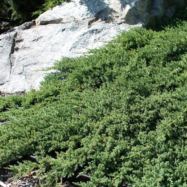 3g. Nana Japanese Garden Juniper