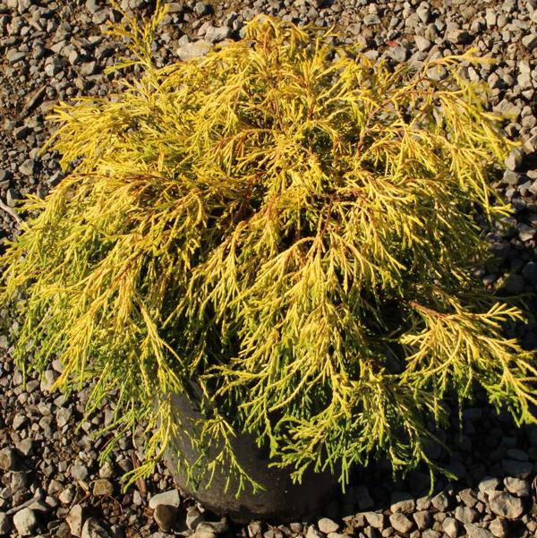 3g. Gold Charm False Cypress