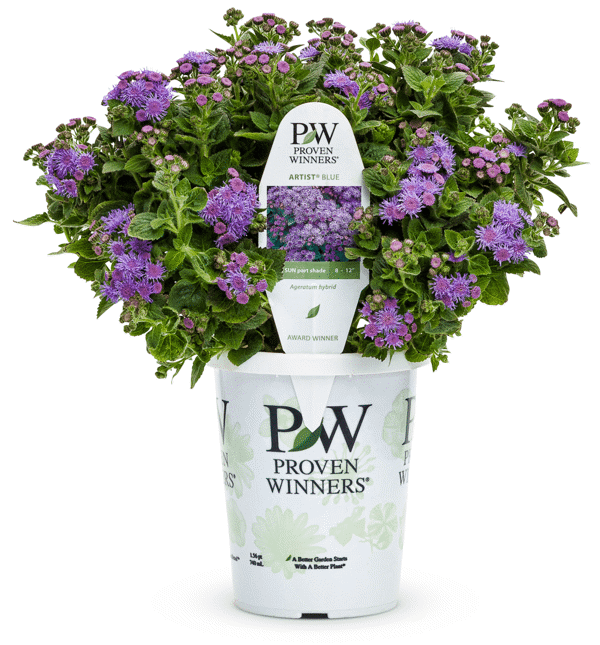 4 Inch Ageratum Artist Blue