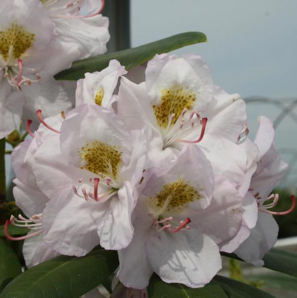 3g Album Catawba Rhododendron