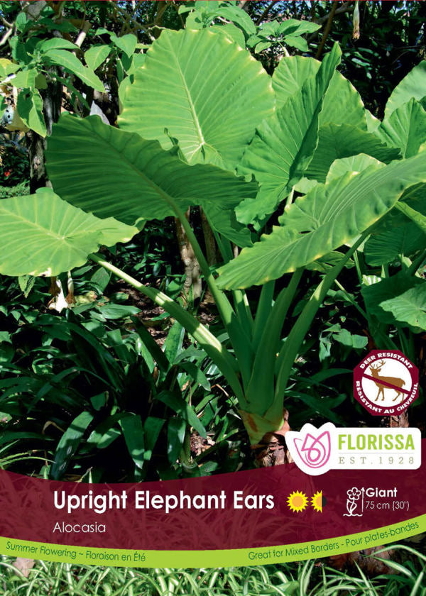 Alocasia Upright Elephant Ears Bulb