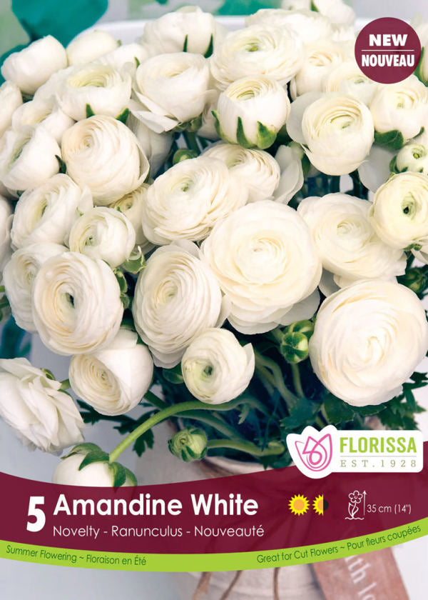 Amandine White Ranunculus 5 Bulbs