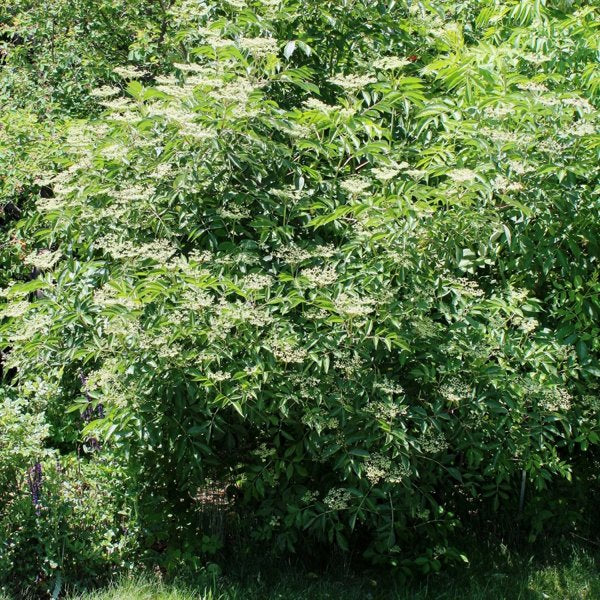 2g American Elderberry