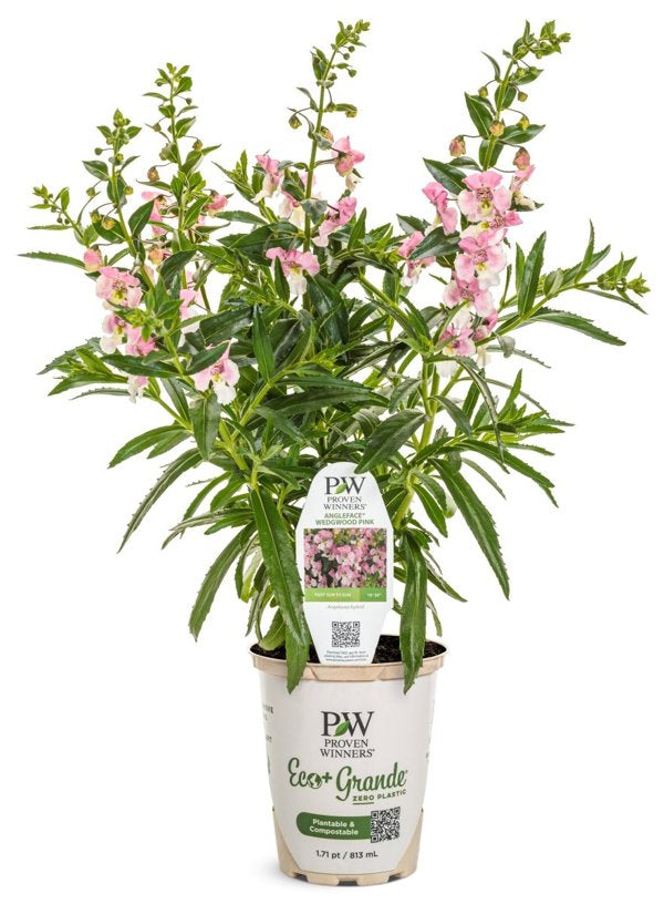 4 Inch Angelface Wedgwood Pink Summer Snapdragon