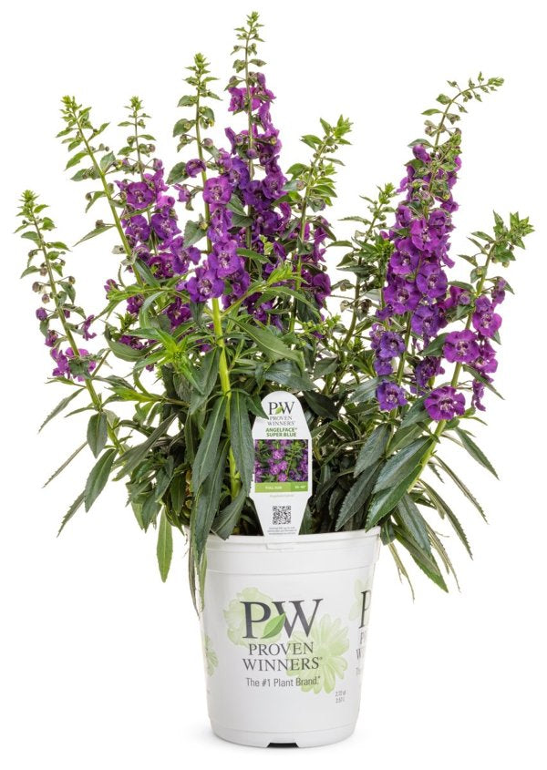 4 Inch Angelface Super Blue Summer Snapdragon